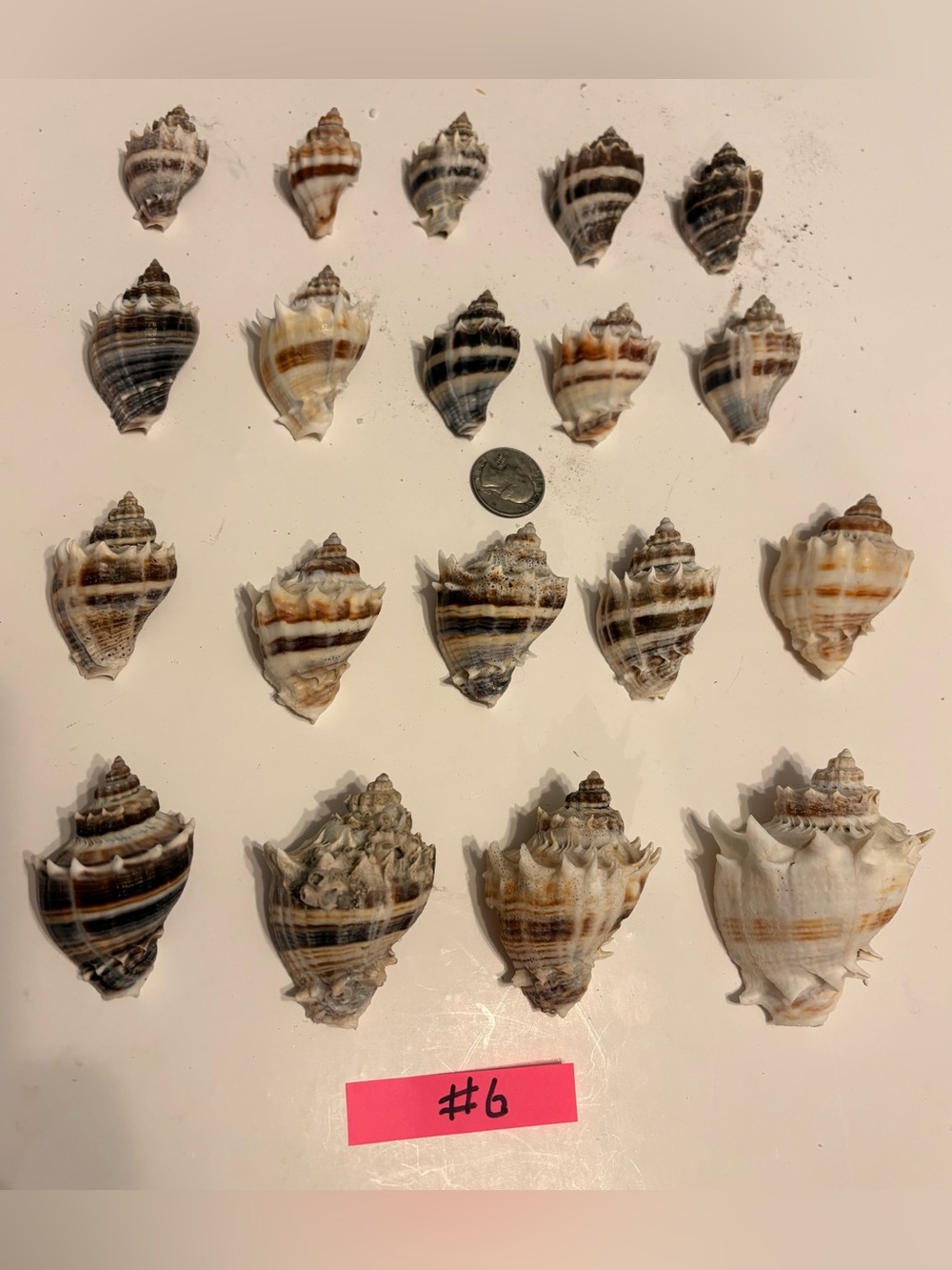 Kings crowns